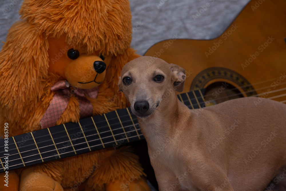 Poster cute light brown italian greyhound dog posing in the background of a soft toy bear with a guitar