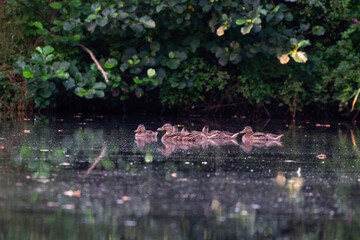 Mallard woman with little ducklings in a river at sunrise. A brood in a colorful natural environment