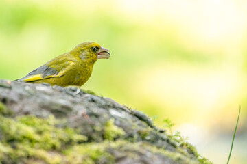 A very detailed greenfinch sitting on a stone chewing a seed. In side view. Against a blurred background
