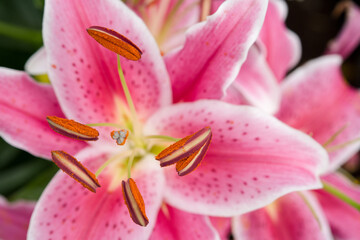 pink flowers with green details