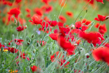 lots of red poppies in a clearing close up on a warm summer day