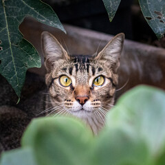 Retrato de gato atigrado entre vegetación de jardín sin personas