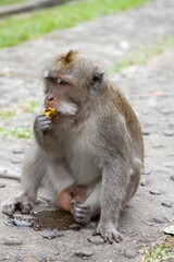 A monkey was eating fruit at outdoors area, Bali Indonesia