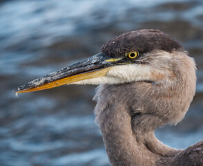 Great blue heron head amazing detail at Parc des Rapides
