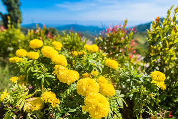 Yellow Tree Marigold or Maxican Sunflower and green leaves.