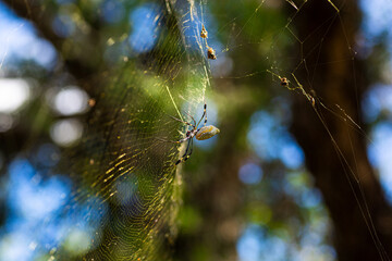 ARAÑA TELARAÑA,TEJIDO,TRAMPA,DEPREDADOR,INSECTO
