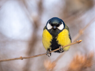 Cute bird Great tit, songbird sitting on a branch without leaves in the autumn or winter.