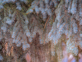 Branches of blue spruce with needles in the sunset light. The blue spruce, Colorado spruce, or Colorado blue spruce, with the Latin name Picea pungens.
