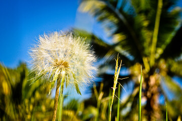 Naklejka premium Diente de león en la playa