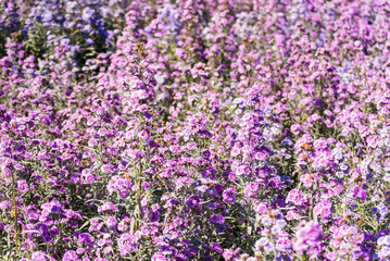 Obraz premium Violet and pink margaret flowers blooming in garden. Close-up beautiful and fresh margaret flowers in natural light. Selective focused