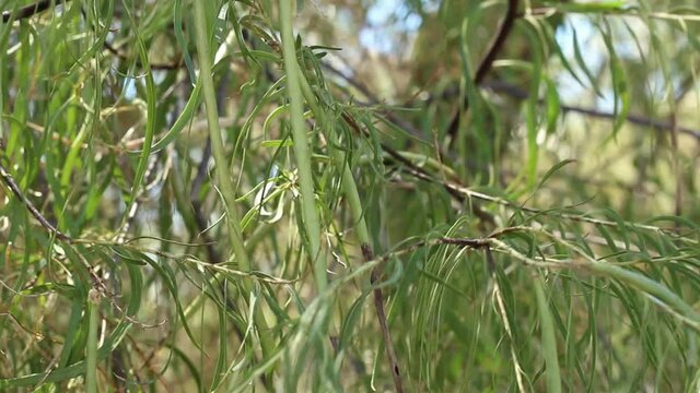 Green Immature cylindrical indehiscent capsule fruit of Desert Willow, Chilopsis Linearis, Bignoniaceae, native androgyne perennial arborescent shrub, Twentynine Palms, Southern Mojave Desert, Summer.