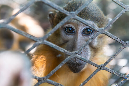 Monkeys captured in the Congo and destined for the illegal wildlife trade