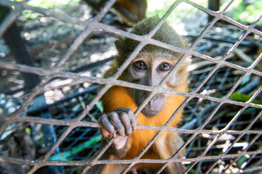 Monkeys captured in the Congo and destined for the illegal wildlife trade