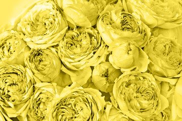 Trend color of  2021 year, yellow and grey illuminated peony roses flowers close up. Natural flowery background from petals.