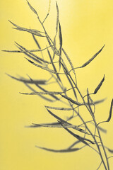 Fototapeta premium Creative painted herbarium grass. Autumn season concept. Decoration plant on trend color of 2021 year, yellow and grey illuminated background
