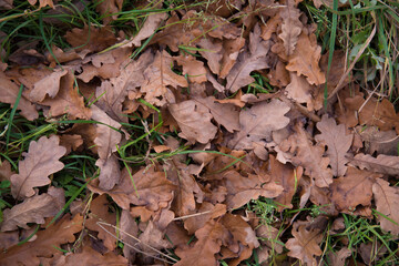 Various autumn leaves. Leaves from different trees. Leaves of different colors