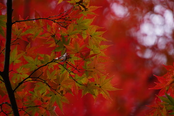 東京の紅葉