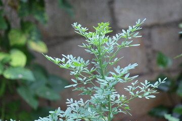 Narvisa or ruta graveolens which is aromatic plant having medicinal properties grown in house backyard