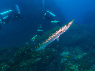 A huge Pickhandle barracuda and divers (Richelieu Rock, Thailand)