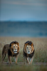 Male lions photographed in Masai Mara of Kenya in Africa. Dominant Brothers