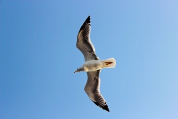 Obraz premium Seagull bird flies in the blue sky. Bottom view.