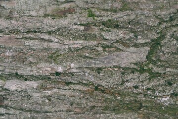 Abstract background with texture of linden tree bark close-up.