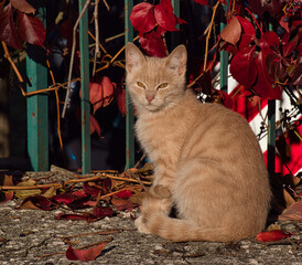 Katze am Zaun mit Herbstlaub