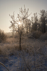 Breath of winter, first ice on the lake, dawn on a frosty morning with frost on the grass, close-up of frost, patterns on the first ice.