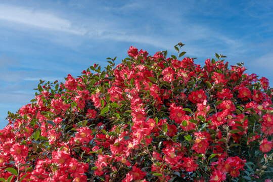 제주도 위미리 동백나무 꽃, Camellia flower