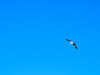 Gaviota en vuelo sobre cielo azul