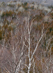 505-02 Winter Forest