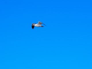 Gaviota en vuelo sobre cielo azul