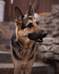 german shepherd dog