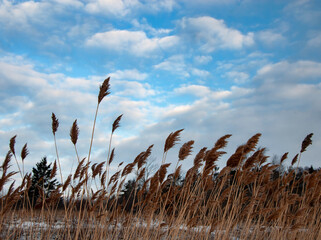 505-26 Newport Bay Grasses