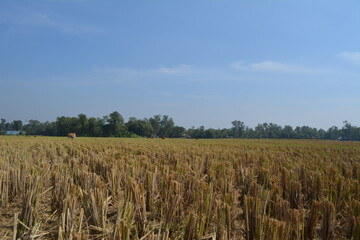 Paddy Field after cutting rice