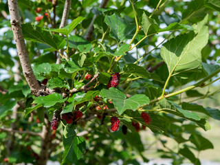 Mulberry tree with red fruit on plant in nature sky background. Vitamin C healthy and agriculture concept.