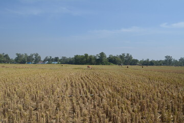 Beautiful field scenery