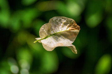 Bougainvillea Petal Hanging in Spider Web Thread