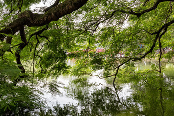Fototapeta premium Beautiful tree branches over the Hoan Kiem lake in Hanoi, Vietnam