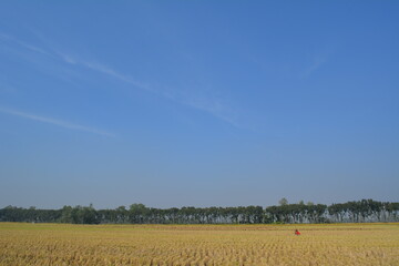 Obraz premium Beautiful field scenery