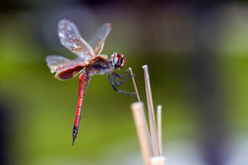 Dragonfly resting in the garden. Macro photography.