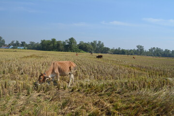 Cow in the field