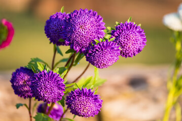 Obraz premium A beauty flower on green nature background,selective focus.
