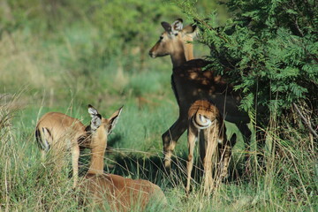  Photos taken in Pilanesberg national park, South Africa