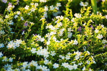 A beauty flower on green nature background,selective focus.