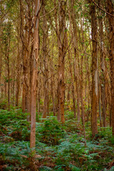 Fototapeta premium Landscape inside an eucalyptus forest from Cantabria, Spain