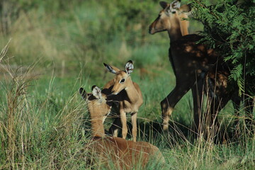  Photos taken in Pilanesberg national park, South Africa