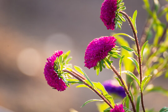 A beauty flower on green nature background,selective focus.