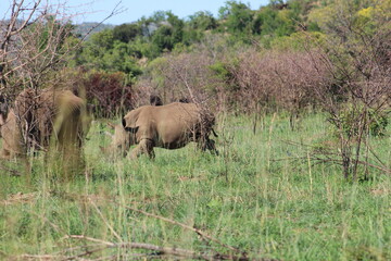 Obraz premium Photos taken in Pilanesberg national park, South Africa