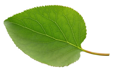 Obraz premium Apricot leaf isolated on a white background